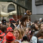 Foto Nicoloro G.   26/05/2019    Milano   Raduno di cani bassotti per una \' Sausage walk \' in pratica una passeggiata con i loro padroni. nella foto e\' la loro giornata di festa.