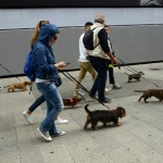 Foto Nicoloro G.   26/05/2019    Milano   Raduno di cani bassotti per una \' Sausage walk \' in pratica una passeggiata con i loro padroni. nella foto alcuni dei tantissimi bassotti presenti al raduno.