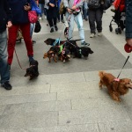 Foto Nicoloro G.   26/05/2019    Milano   Raduno di cani bassotti per una \' Sausage walk \' in pratica una passeggiata con i loro padroni. nella foto alcuni dei tantissimi bassotti presenti al raduno.