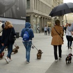 Foto Nicoloro G.   26/05/2019    Milano   Raduno di cani bassotti per una \' Sausage walk \' in pratica una passeggiata con i loro padroni. nella foto alcuni dei tantissimi bassotti presenti al raduno.