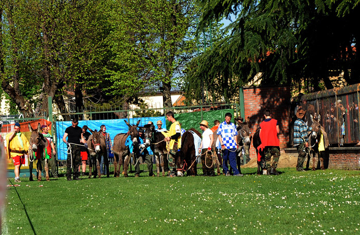 Foto Nicoloro G. 09/04/2012 Fontanelice ( BO) Cinquantaseiesima edizione della tradizionale " Sagra della pie' fretta ", cioe' della " pizza fritta ", che si tiene nella cittadina di Fontanelice ogni lunedi' di Pasqua e che oltre alle consuete bancarelle offre anche una divertente corsa di asini. nella foto Concorrenti alla partenza