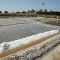 Foto Nicoloro G. 28/06/2012 Cervia ( Ravenna ) La salina Camillone, nel territorio di Cervia, e’ l’ ultima delle circa 150 saline a conduzione familiare che operavano prima del 1959, anno in cui le saline sono passate al Monopolio di Stato. Tutte le saline furono consorziate in una sola salina a produzione industriale e la salina Camillone e’ l’ unica rimasta artigianale in Italia. Qui tutto avviene ancora manualmente, nessun macchinario e’ utilizzato e il prelievo di sale e’ fatto ogni giorno nel periodo in cui resta aperta e cioe’ da Aprile a Settembre circa. E’ attiva grazie al volontariato del gruppo culturale ” Civilta’ salinara ” che gestisce anche il Museo del Sale di Cervia. Da giugno a settembre tutti i giovedi’ e le domeniche effettuano visite guidate per un pubblico che puo’ cosi’ assistere alle varie fasi del lavoro di estrazione del sale. nella foto Una veduta generale della salina
