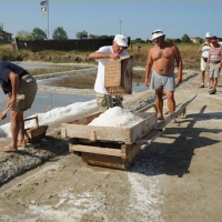 Foto Nicoloro G. 28/06/2012 Cervia ( Ravenna ) La salina Camillone, nel territorio di Cervia, e’ l’ ultima delle circa 150 saline a conduzione familiare che operavano prima del 1959, anno in cui le saline sono passate al Monopolio di Stato. Tutte le saline furono consorziate in una sola salina a produzione industriale e la salina Camillone e’ l’ unica rimasta artigianale in Italia. Qui tutto avviene ancora manualmente, nessun macchinario e’ utilizzato e il prelievo di sale e’ fatto ogni giorno nel periodo in cui resta aperta e cioe’ da Aprile a Settembre circa. E’ attiva grazie al volontariato del gruppo culturale ” Civilta’ salinara ” che gestisce anche il Museo del Sale di Cervia. Da giugno a settembre tutti i giovedi’ e le domeniche effettuano visite guidate per un pubblico che puo’ cosi’ assistere alle varie fasi del lavoro di estrazione del sale. nella foto Un momento dell'estrazione