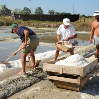 Foto Nicoloro G. 28/06/2012 Cervia ( Ravenna ) La salina Camillone, nel territorio di Cervia, e’ l’ ultima delle circa 150 saline a conduzione familiare che operavano prima del 1959, anno in cui le saline sono passate al Monopolio di Stato. Tutte le saline furono consorziate in una sola salina a produzione industriale e la salina Camillone e’ l’ unica rimasta artigianale in Italia. Qui tutto avviene ancora manualmente, nessun macchinario e’ utilizzato e il prelievo di sale e’ fatto ogni giorno nel periodo in cui resta aperta e cioe’ da Aprile a Settembre circa. E’ attiva grazie al volontariato del gruppo culturale ” Civilta’ salinara ” che gestisce anche il Museo del Sale di Cervia. Da giugno a settembre tutti i giovedi’ e le domeniche effettuano visite guidate per un pubblico che puo’ cosi’ assistere alle varie fasi del lavoro di estrazione del sale. nella foto Un momento dell'estrazione