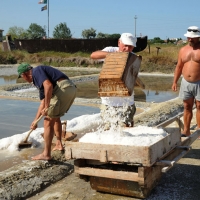 Foto Nicoloro G. 28/06/2012 Cervia ( Ravenna ) La salina Camillone, nel territorio di Cervia, e’ l’ ultima delle circa 150 saline a conduzione familiare che operavano prima del 1959, anno in cui le saline sono passate al Monopolio di Stato. Tutte le saline furono consorziate in una sola salina a produzione industriale e la salina Camillone e’ l’ unica rimasta artigianale in Italia. Qui tutto avviene ancora manualmente, nessun macchinario e’ utilizzato e il prelievo di sale e’ fatto ogni giorno nel periodo in cui resta aperta e cioe’ da Aprile a Settembre circa. E’ attiva grazie al volontariato del gruppo culturale ” Civilta’ salinara ” che gestisce anche il Museo del Sale di Cervia. Da giugno a settembre tutti i giovedi’ e le domeniche effettuano visite guidate per un pubblico che puo’ cosi’ assistere alle varie fasi del lavoro di estrazione del sale. nella foto Un momento dell'estrazione