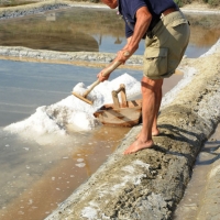 Foto Nicoloro G. 28/06/2012 Cervia ( Ravenna ) La salina Camillone, nel territorio di Cervia, e’ l’ ultima delle circa 150 saline a conduzione familiare che operavano prima del 1959, anno in cui le saline sono passate al Monopolio di Stato. Tutte le saline furono consorziate in una sola salina a produzione industriale e la salina Camillone e’ l’ unica rimasta artigianale in Italia. Qui tutto avviene ancora manualmente, nessun macchinario e’ utilizzato e il prelievo di sale e’ fatto ogni giorno nel periodo in cui resta aperta e cioe’ da Aprile a Settembre circa. E’ attiva grazie al volontariato del gruppo culturale ” Civilta’ salinara ” che gestisce anche il Museo del Sale di Cervia. Da giugno a settembre tutti i giovedi’ e le domeniche effettuano visite guidate per un pubblico che puo’ cosi’ assistere alle varie fasi del lavoro di estrazione del sale. nella foto Un momento dell'estrazione