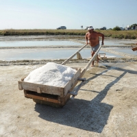 Foto Nicoloro G. 28/06/2012 Cervia ( Ravenna ) La salina Camillone, nel territorio di Cervia, e’ l’ ultima delle circa 150 saline a conduzione familiare che operavano prima del 1959, anno in cui le saline sono passate al Monopolio di Stato. Tutte le saline furono consorziate in una sola salina a produzione industriale e la salina Camillone e’ l’ unica rimasta artigianale in Italia. Qui tutto avviene ancora manualmente, nessun macchinario e’ utilizzato e il prelievo di sale e’ fatto ogni giorno nel periodo in cui resta aperta e cioe’ da Aprile a Settembre circa. E’ attiva grazie al volontariato del gruppo culturale ” Civilta’ salinara ” che gestisce anche il Museo del Sale di Cervia. Da giugno a settembre tutti i giovedi’ e le domeniche effettuano visite guidate per un pubblico che puo’ cosi’ assistere alle varie fasi del lavoro di estrazione del sale. nella foto Un momento dell'estrazione