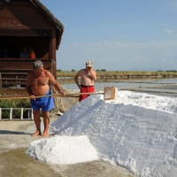 Foto Nicoloro G. 28/06/2012 Cervia ( Ravenna ) La salina Camillone, nel territorio di Cervia, e’ l’ ultima delle circa 150 saline a conduzione familiare che operavano prima del 1959, anno in cui le saline sono passate al Monopolio di Stato. Tutte le saline furono consorziate in una sola salina a produzione industriale e la salina Camillone e’ l’ unica rimasta artigianale in Italia. Qui tutto avviene ancora manualmente, nessun macchinario e’ utilizzato e il prelievo di sale e’ fatto ogni giorno nel periodo in cui resta aperta e cioe’ da Aprile a Settembre circa. E’ attiva grazie al volontariato del gruppo culturale ” Civilta’ salinara ” che gestisce anche il Museo del Sale di Cervia. Da giugno a settembre tutti i giovedi’ e le domeniche effettuano visite guidate per un pubblico che puo’ cosi’ assistere alle varie fasi del lavoro di estrazione del sale. nella foto Un momento dell'estrazione