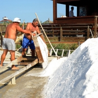 Foto Nicoloro G. 28/06/2012 Cervia ( Ravenna ) La salina Camillone, nel territorio di Cervia, e’ l’ ultima delle circa 150 saline a conduzione familiare che operavano prima del 1959, anno in cui le saline sono passate al Monopolio di Stato. Tutte le saline furono consorziate in una sola salina a produzione industriale e la salina Camillone e’ l’ unica rimasta artigianale in Italia. Qui tutto avviene ancora manualmente, nessun macchinario e’ utilizzato e il prelievo di sale e’ fatto ogni giorno nel periodo in cui resta aperta e cioe’ da Aprile a Settembre circa. E’ attiva grazie al volontariato del gruppo culturale ” Civilta’ salinara ” che gestisce anche il Museo del Sale di Cervia. Da giugno a settembre tutti i giovedi’ e le domeniche effettuano visite guidate per un pubblico che puo’ cosi’ assistere alle varie fasi del lavoro di estrazione del sale. nella foto Un momento dell'estrazione