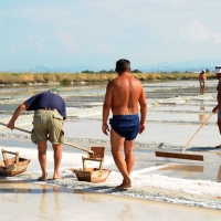 Foto Nicoloro G. 28/06/2012 Cervia ( Ravenna ) La salina Camillone, nel territorio di Cervia, e’ l’ ultima delle circa 150 saline a conduzione familiare che operavano prima del 1959, anno in cui le saline sono passate al Monopolio di Stato. Tutte le saline furono consorziate in una sola salina a produzione industriale e la salina Camillone e’ l’ unica rimasta artigianale in Italia. Qui tutto avviene ancora manualmente, nessun macchinario e’ utilizzato e il prelievo di sale e’ fatto ogni giorno nel periodo in cui resta aperta e cioe’ da Aprile a Settembre circa. E’ attiva grazie al volontariato del gruppo culturale ” Civilta’ salinara ” che gestisce anche il Museo del Sale di Cervia. Da giugno a settembre tutti i giovedi’ e le domeniche effettuano visite guidate per un pubblico che puo’ cosi’ assistere alle varie fasi del lavoro di estrazione del sale. nella foto Un momento dell'estrazione