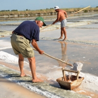 Foto Nicoloro G. 28/06/2012 Cervia ( Ravenna ) La salina Camillone, nel territorio di Cervia, e’ l’ ultima delle circa 150 saline a conduzione familiare che operavano prima del 1959, anno in cui le saline sono passate al Monopolio di Stato. Tutte le saline furono consorziate in una sola salina a produzione industriale e la salina Camillone e’ l’ unica rimasta artigianale in Italia. Qui tutto avviene ancora manualmente, nessun macchinario e’ utilizzato e il prelievo di sale e’ fatto ogni giorno nel periodo in cui resta aperta e cioe’ da Aprile a Settembre circa. E’ attiva grazie al volontariato del gruppo culturale ” Civilta’ salinara ” che gestisce anche il Museo del Sale di Cervia. Da giugno a settembre tutti i giovedi’ e le domeniche effettuano visite guidate per un pubblico che puo’ cosi’ assistere alle varie fasi del lavoro di estrazione del sale. nella foto Un momento dell'estrazione