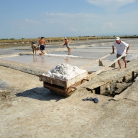 Foto Nicoloro G. 28/06/2012 Cervia ( Ravenna ) La salina Camillone, nel territorio di Cervia, e’ l’ ultima delle circa 150 saline a conduzione familiare che operavano prima del 1959, anno in cui le saline sono passate al Monopolio di Stato. Tutte le saline furono consorziate in una sola salina a produzione industriale e la salina Camillone e’ l’ unica rimasta artigianale in Italia. Qui tutto avviene ancora manualmente, nessun macchinario e’ utilizzato e il prelievo di sale e’ fatto ogni giorno nel periodo in cui resta aperta e cioe’ da Aprile a Settembre circa. E’ attiva grazie al volontariato del gruppo culturale ” Civilta’ salinara ” che gestisce anche il Museo del Sale di Cervia. Da giugno a settembre tutti i giovedi’ e le domeniche effettuano visite guidate per un pubblico che puo’ cosi’ assistere alle varie fasi del lavoro di estrazione del sale. nella foto Un momento dell'estrazione