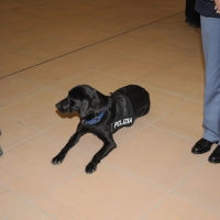 Foto Nicoloro G. Rimini 04/12/2010 Seconda edizione del " Salone della Giustizia " che si svolge dal 02 al 05 dicembre alla Fiera di Rimini. nella foto Un cane poliziotto anti esplosivi