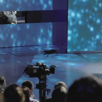 Foto Nicoloro G. 29/01/2011 Milano Trasmissione televisiva su Rai3 " Che tempo che fa " condotta da Fabio Fazio. nella foto Un divertente imprevisto: un gatto nero attraversa all'improvviso lo studio